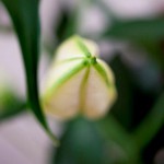 Knospe